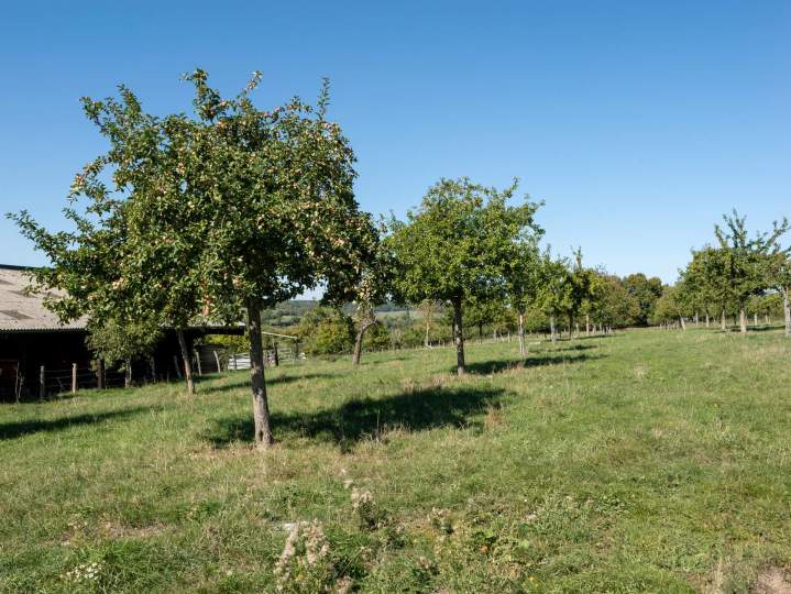 Producteur de cidre - Lisieux