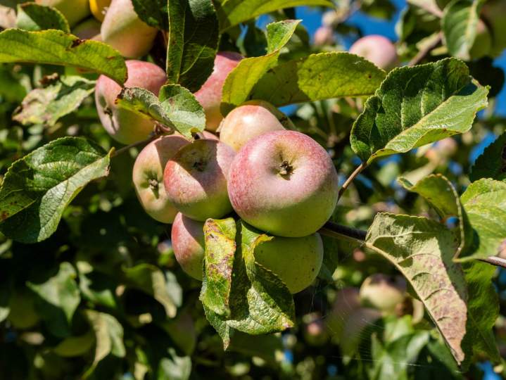 Producteur de cidre Lisieux