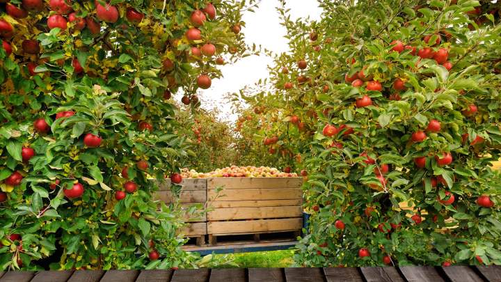 Producteur de cidre Lisieux