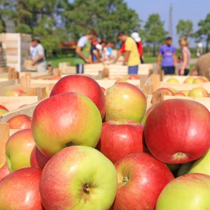 Producteur de cidre Lisieux