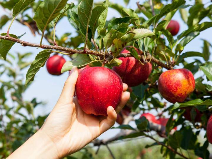 Producteur de cidre Lisieux