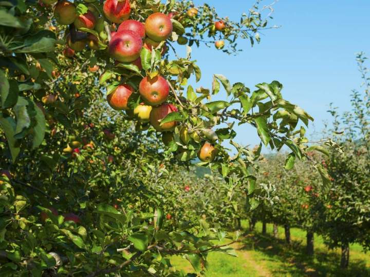 Producteur de cidre Lisieux